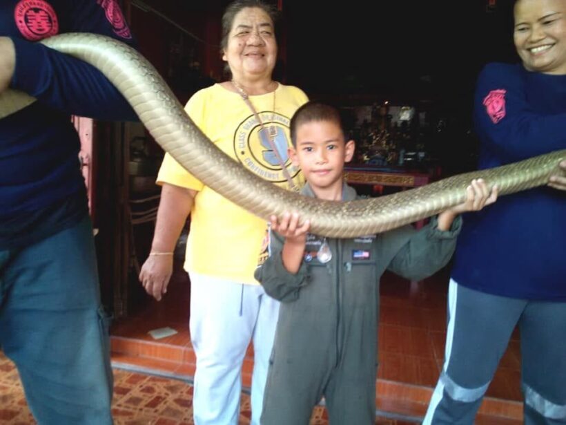 Five metre king cobra caught in Trang - VIDEO | News by Thaiger