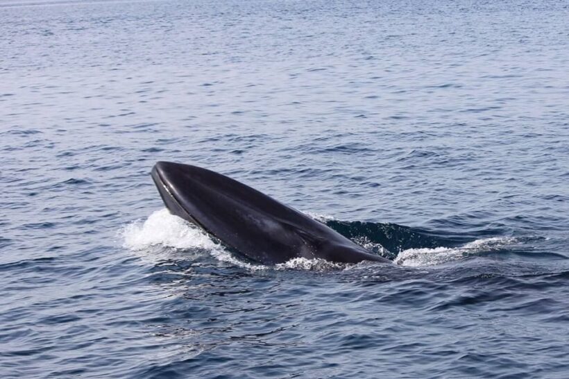 Omura’s whale sighted of Koh Similan in Phang Nga