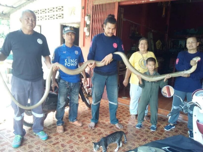 Five metre king cobra caught in Trang – VIDEO