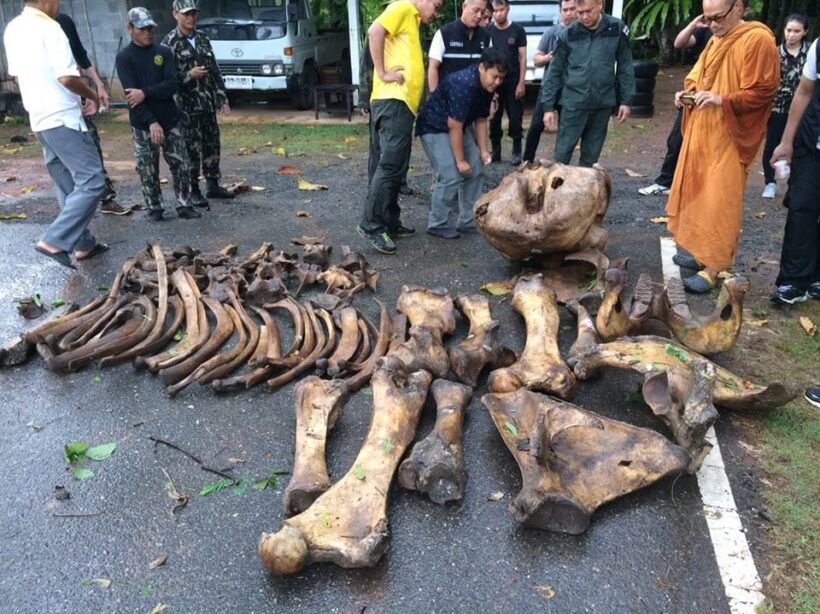 56 elephant skeleton fragments found in a Chon Buri mine