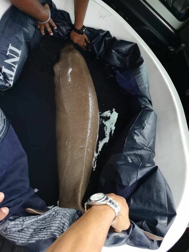 Baby dugong rescued in Krabi, taken back to its Trang home - VIDEO | News by Thaiger