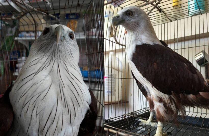 Injured Brahminy Kite (bird) rescued in Karon