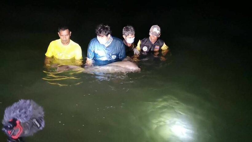 Baby dugong rescued in Krabi, taken back to its Trang home – VIDEO