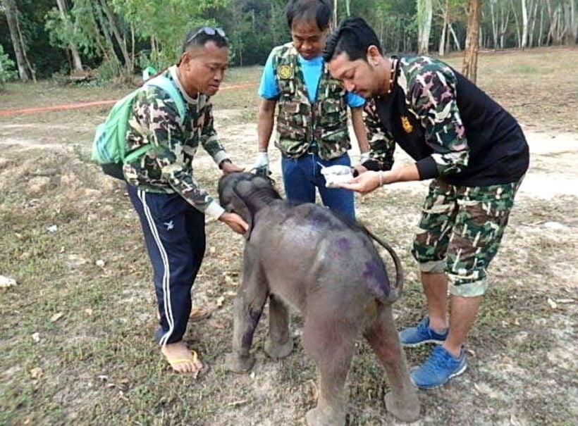 Rescued baby elephant transferred to specialist elephant hospital in Surin | News by Thaiger