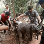 Baby elephant rescued from unused drain in far north-east Thailand | Thaiger