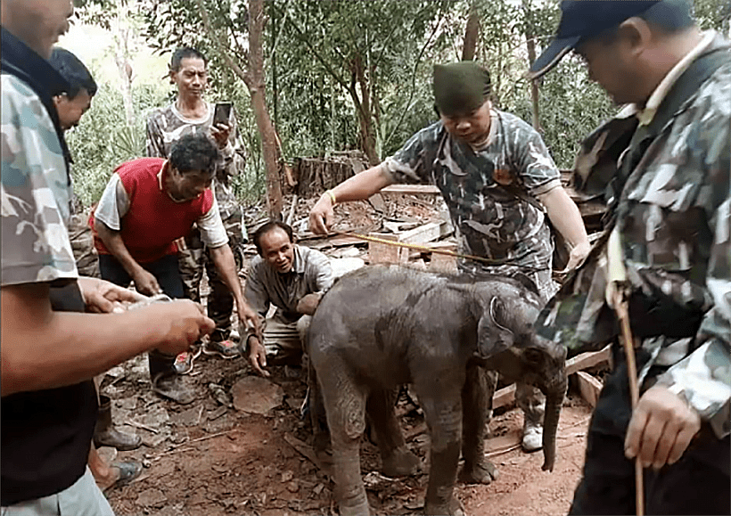 Baby elephant rescued from unused drain in far north-east Thailand