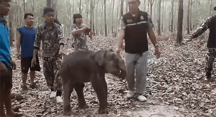 Baby elephant rescued from unused drain in far north-east Thailand | News by Thaiger