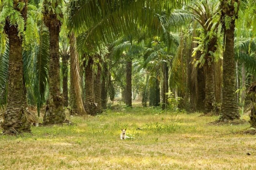 Commerce Ministry talks up benefits of palm oil for generating power