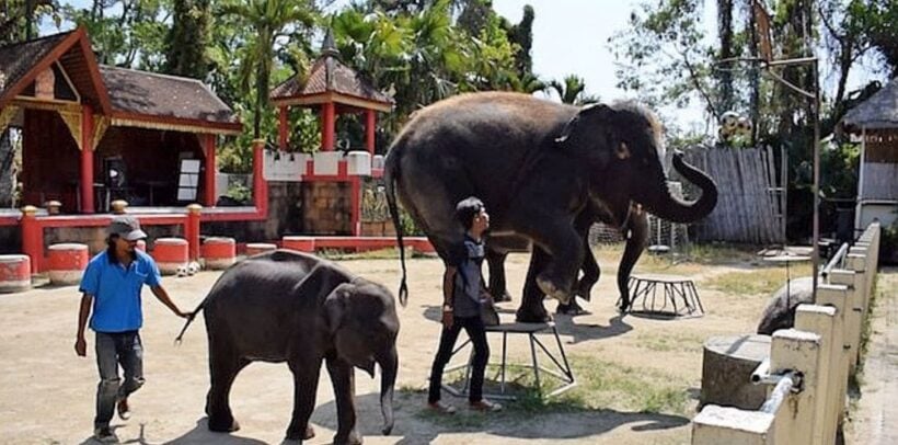 Skinny ‘Real-life Dumbo’ filmed at Phuket Zoo performing tricks for tourists