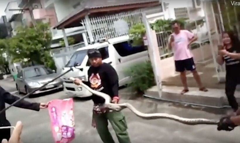 3 metre python hides in toilet. Bites man’s penis.