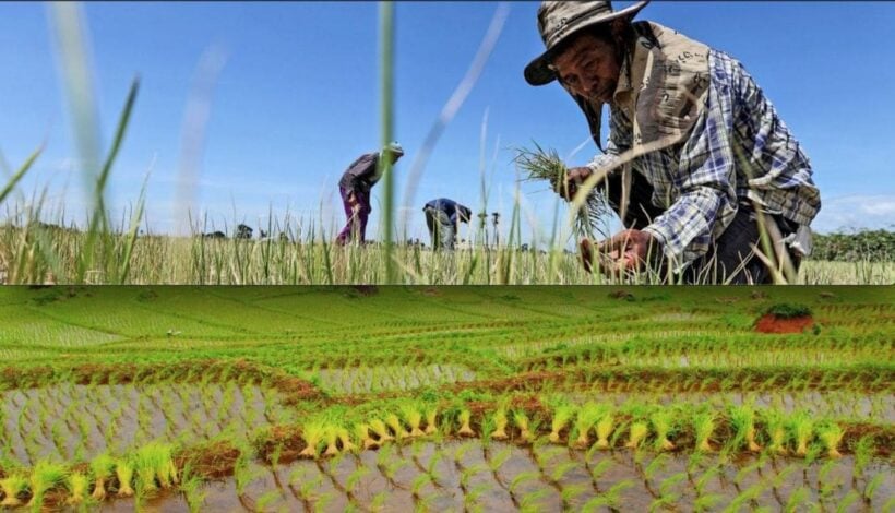 Forecast drought will weaken the Thai economy