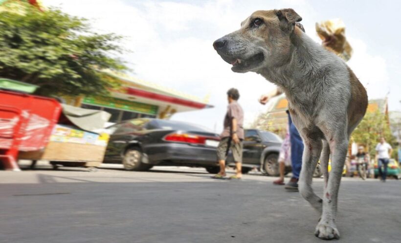 Surin man first to die of Rabies in 2019