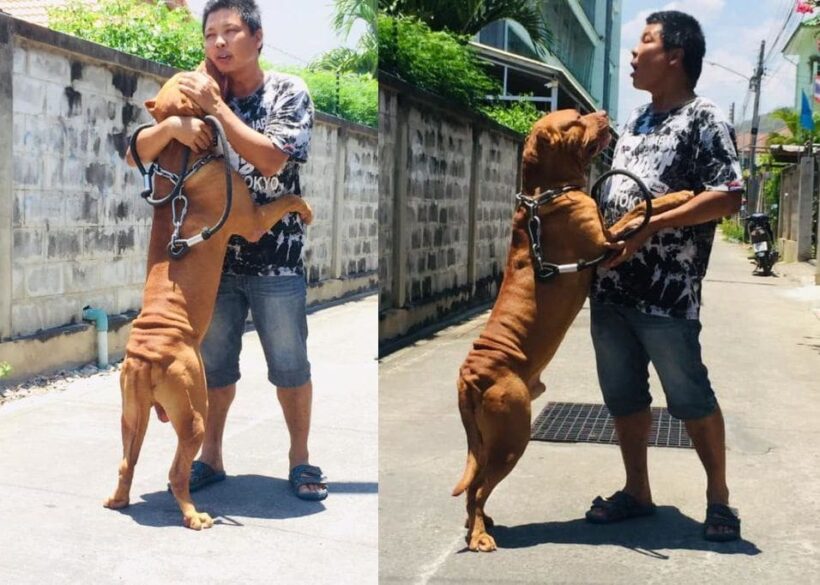 สุดซึ้ง เจ้าตูบเกาะนายไม่ปล่อย หลังถูกฝากเลี้ยงเพราะเจ้าของป่วยมะเร็ง | The Thaiger