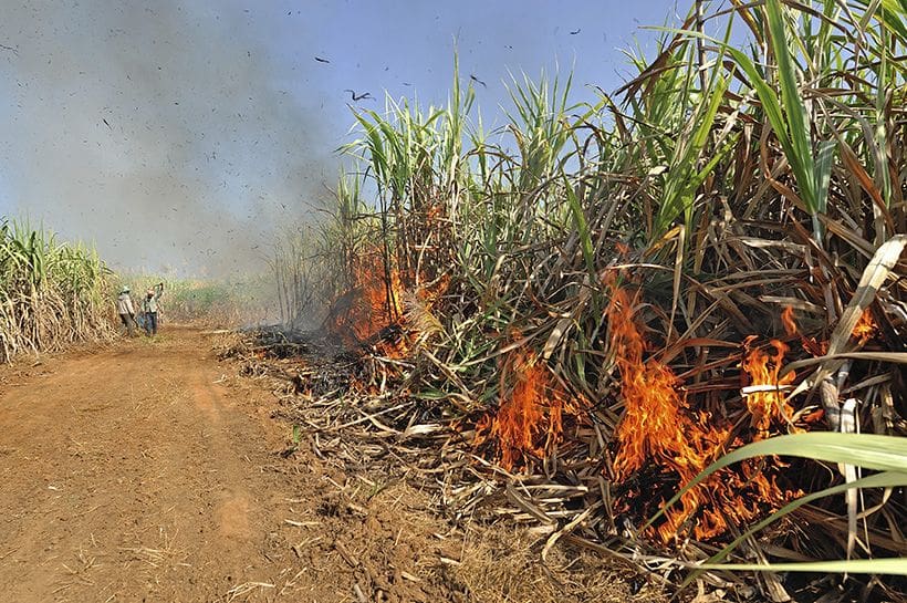 Ministry works towards ending sugarcane burning in three years