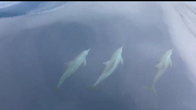 Dolphins playing off Phang Nga – VIDEO | News by Thaiger