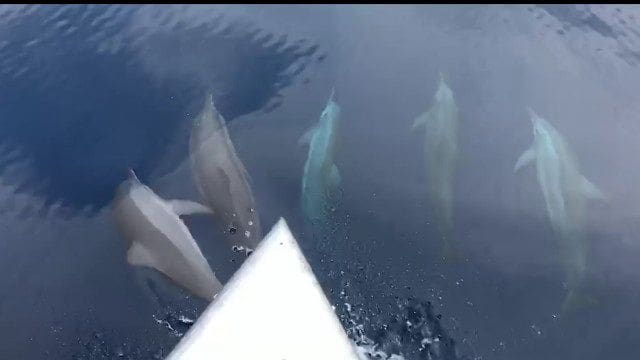 Dolphins playing off Phang Nga – VIDEO