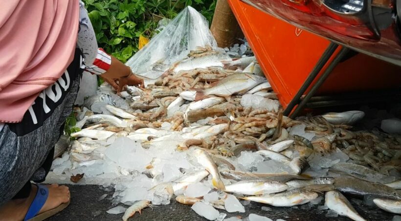 Six survive after fish delivery pick-up overturns in Krabi | News by Thaiger