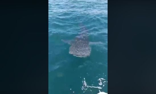 Whale shark sighted off Koh Racha – VIDEO