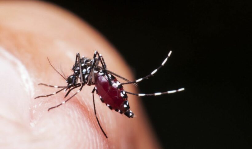 Upper Southern provinces being warned about dengue spread