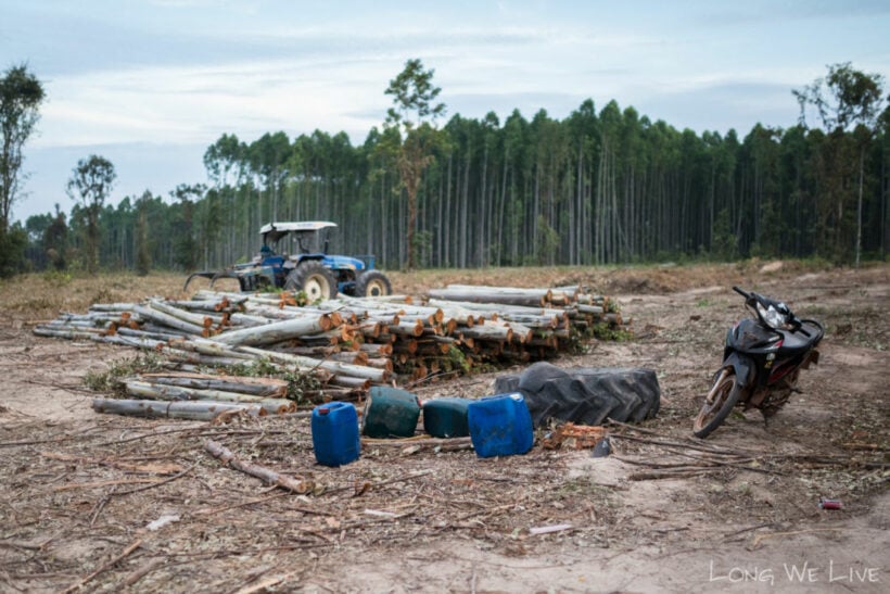 Harsher penalties for encroachers and illegal loggers in Thai forestry areas