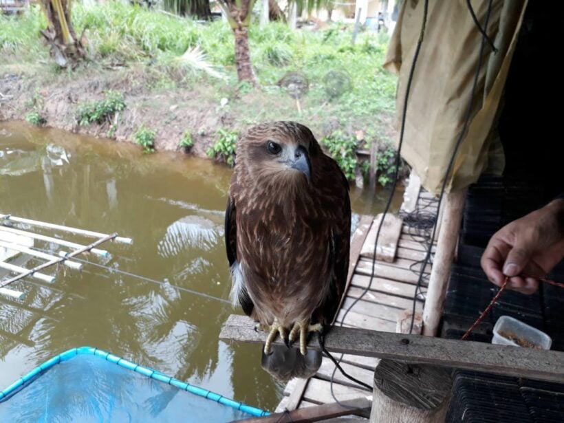 Man arrested for raising protected Red-backed Sea Eagles in Krabi | News by Thaiger
