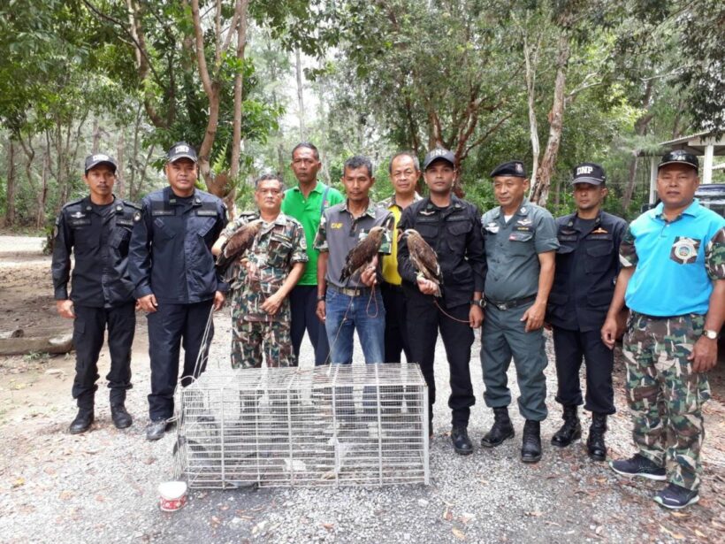 Man arrested for raising protected Red-backed Sea Eagles in Krabi