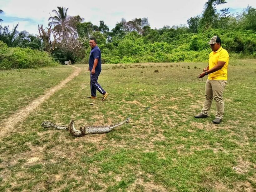 Python swallows a goat in Satun – VIDEO