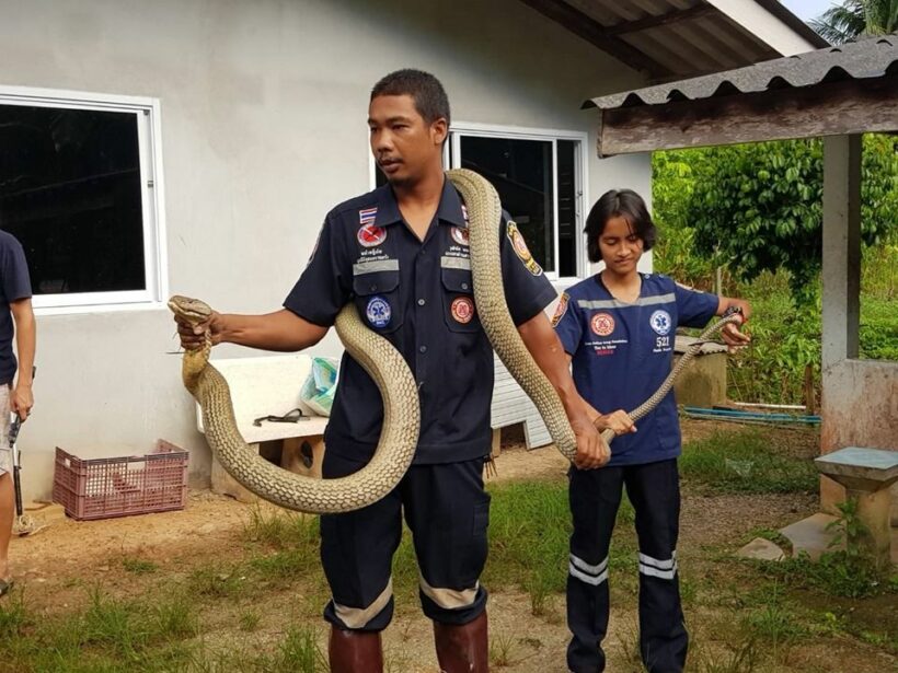 Three metre king cobra caught in Trang – VIDEO