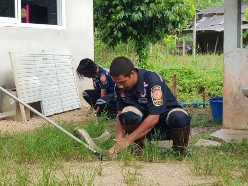 Three metre king cobra caught in Trang – VIDEO | News by Thaiger