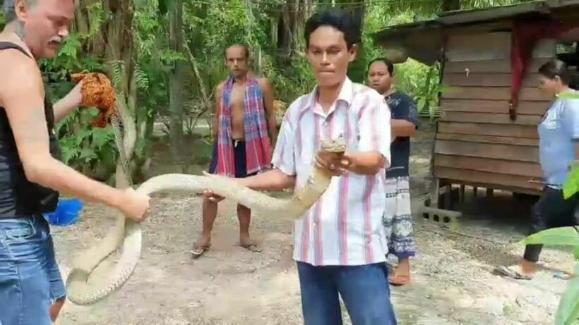 Thai and farang friend catch king cobra with bare hands in Krabi – VIDEO