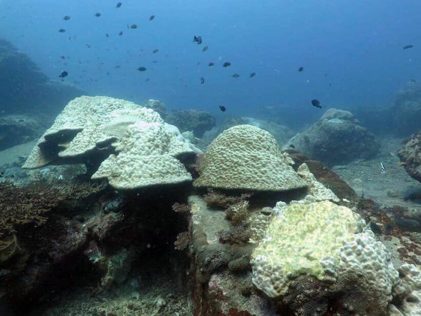 Corals bleaching off Pattani