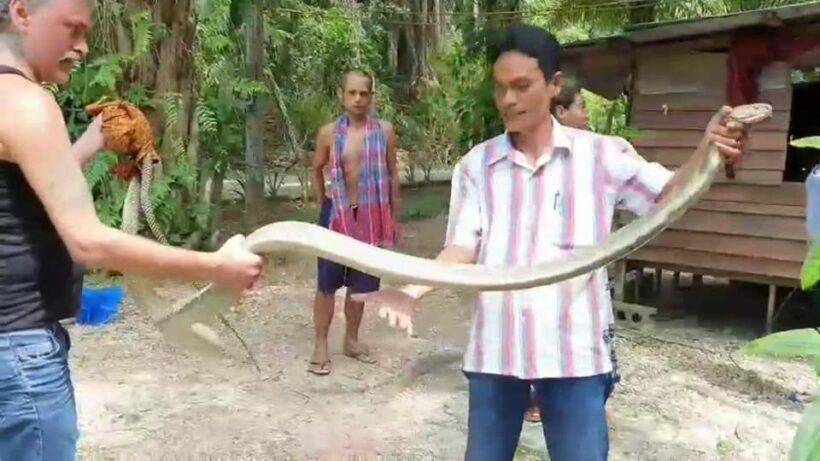 Thai and farang friend catch king cobra with bare hands in Krabi - VIDEO | News by Thaiger
