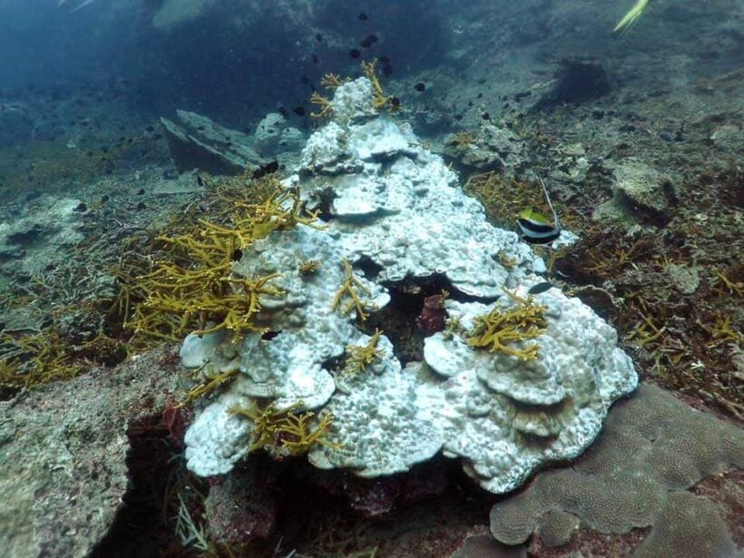 Corals bleaching off Pattani | News by Thaiger