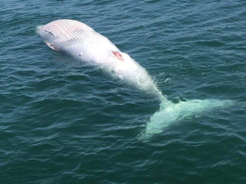 Bryde’s whale found dead off Petchaburi coast