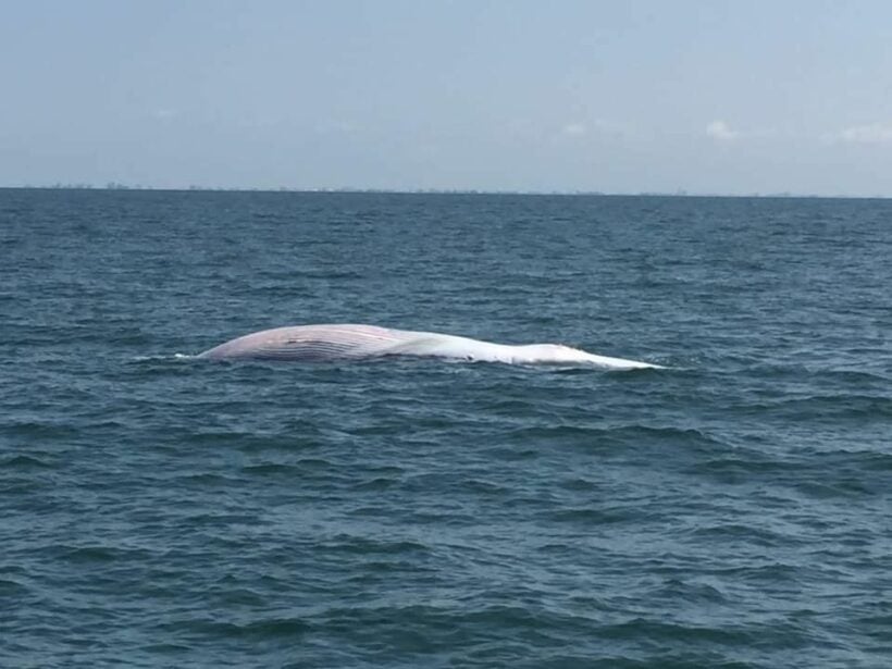 Bryde's whale found dead off Petchaburi coast | News by Thaiger