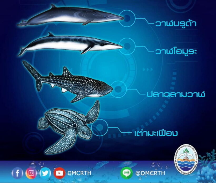 Four Thai marine species announced as ‘reserved animals’