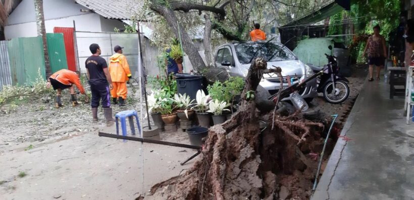 Large tree crashes onto car in Chalong