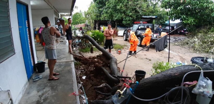 Large tree crashes onto car in Chalong | News by Thaiger