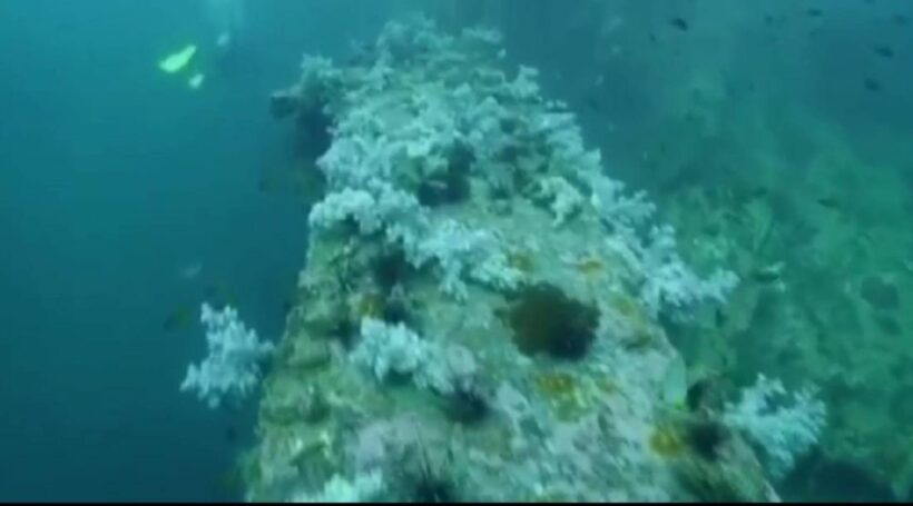 Coral bleaching off Koh Phi Phi | News by Thaiger