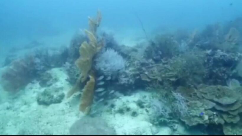 Coral bleaching off Koh Phi Phi