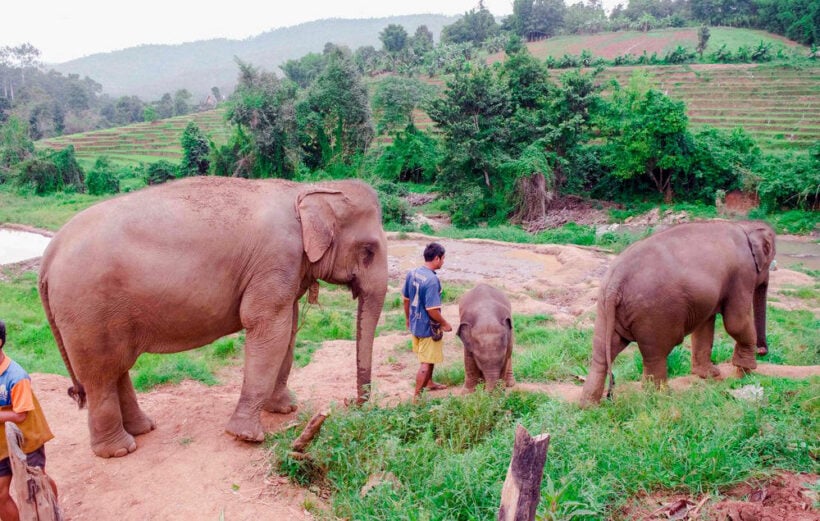 Rising tide of concern over lifting ban on elephant exports