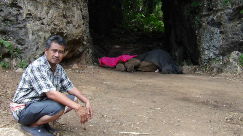 Famous Krabi elephant dies near elephant camp