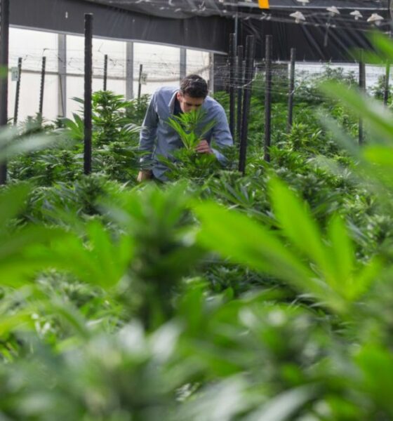 Thai businesses locked out of potential $237.2 million medical cannabis market | The Thaiger