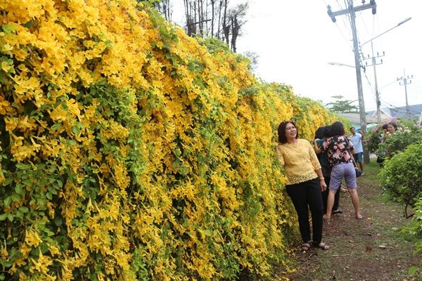 ไปเก็บภาพประทับใจ ดอกเหลืองชัชวาล บานสะพรั่ง เหลืองอร่าม ที่สะพานหิน | The Thaiger
