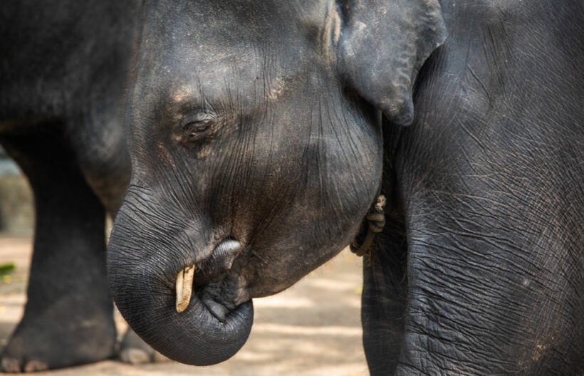 Tragic end for Phuket Zoo baby elephant 'Dumbo' | News by Thaiger