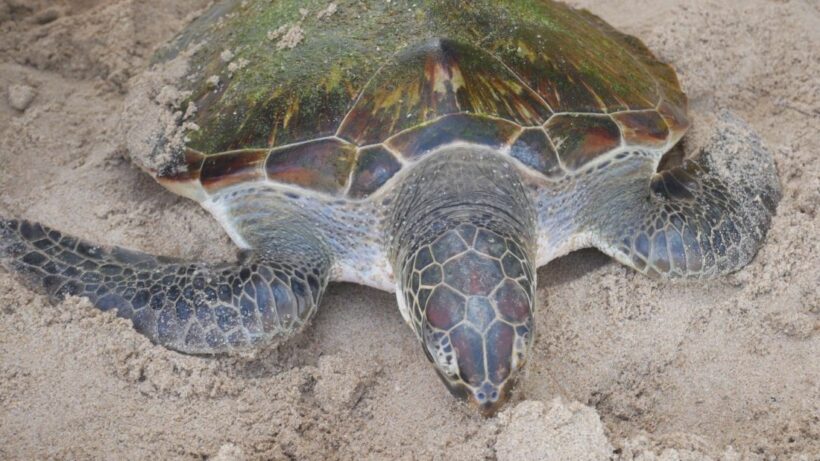 Sea turtle rescued on Kamala beach | News by Thaiger