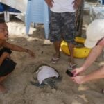 Sea turtle rescued on Kamala beach | Thaiger