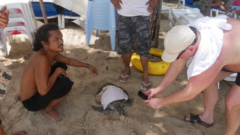 Sea turtle rescued on Kamala beach