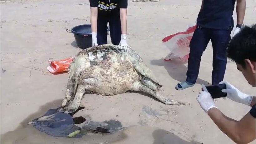 พบซากเต่าขนาดใหญ่เกยชายหาดกมลา เจ้าหน้าที่เร่งหาสาเหตุการตาย | The Thaiger