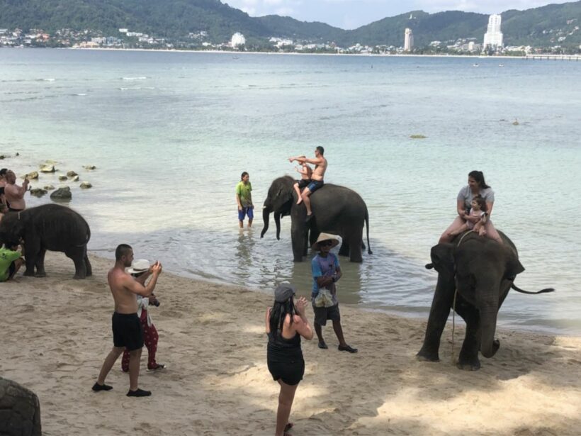 Officials investigate complaints of elephants on Phuket beach